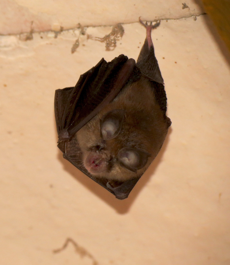 identificazione pipistrello